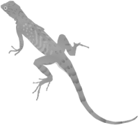 obtěžující ještěrka