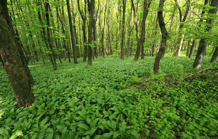 Zelený koberec č. 1 