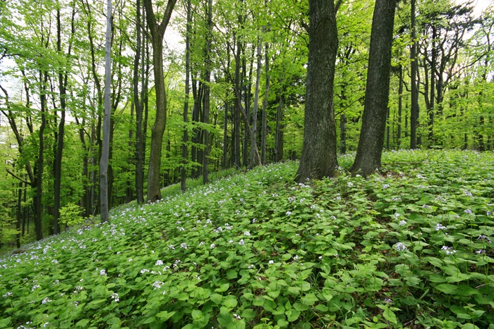 Zelený koberec č. 2 