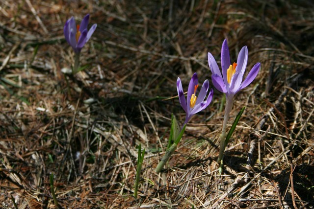 Šafrány 