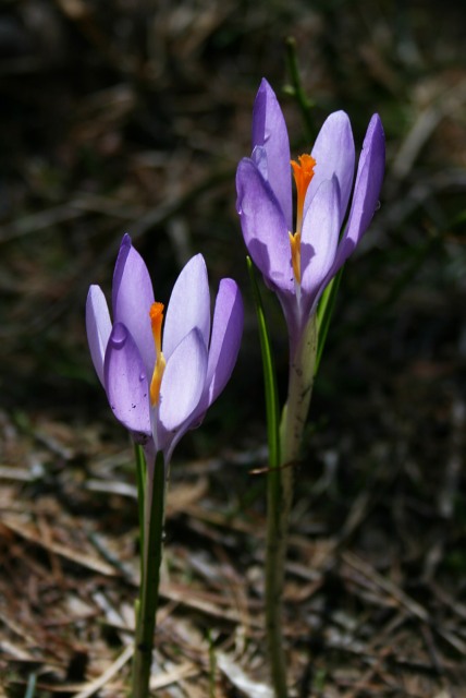 Šafrány 