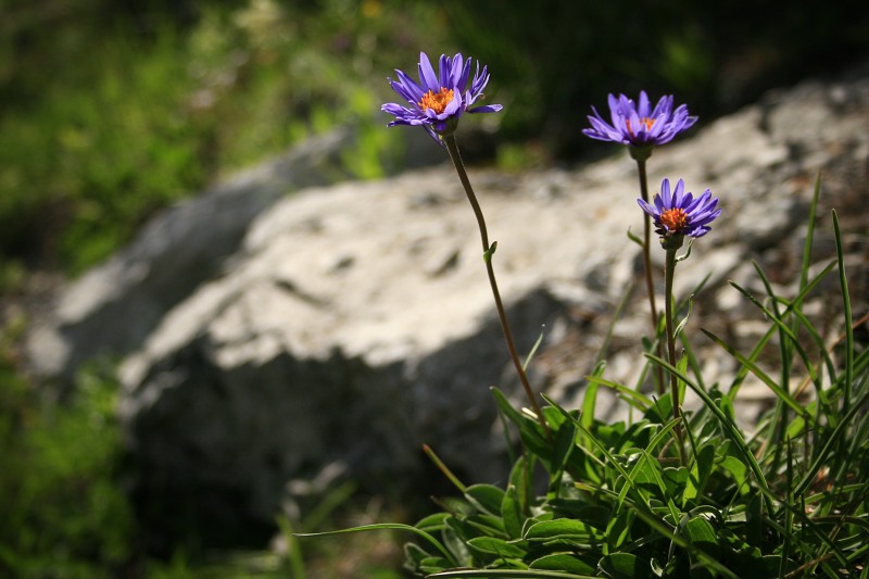 Fatranská flora 