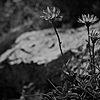 Fatranská flora