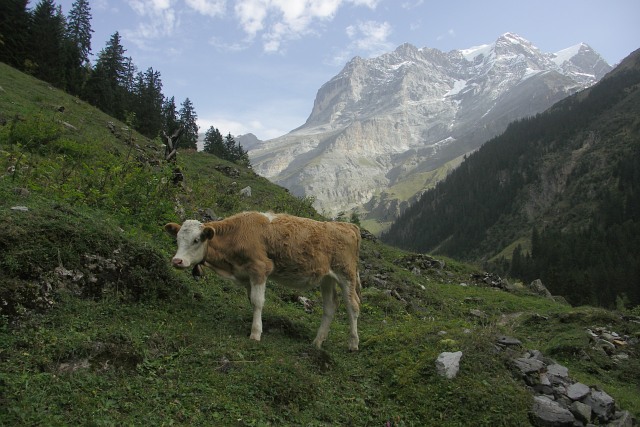 Kráva (1,5) a Jungfrau (4158) 