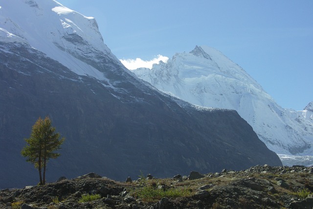 Dent d