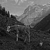 Kráva (1,5) a Jungfrau (4158)