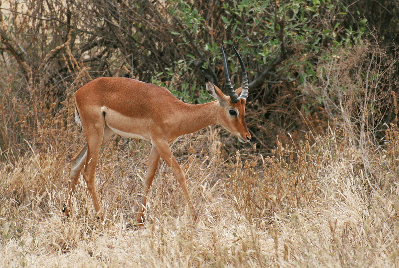 6519-impala.jpg 