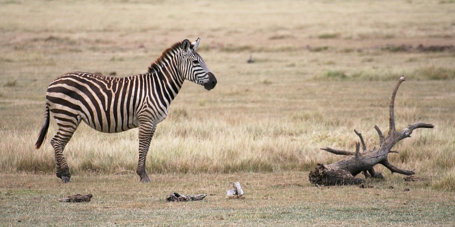 Zebra 