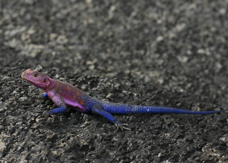 Agama 