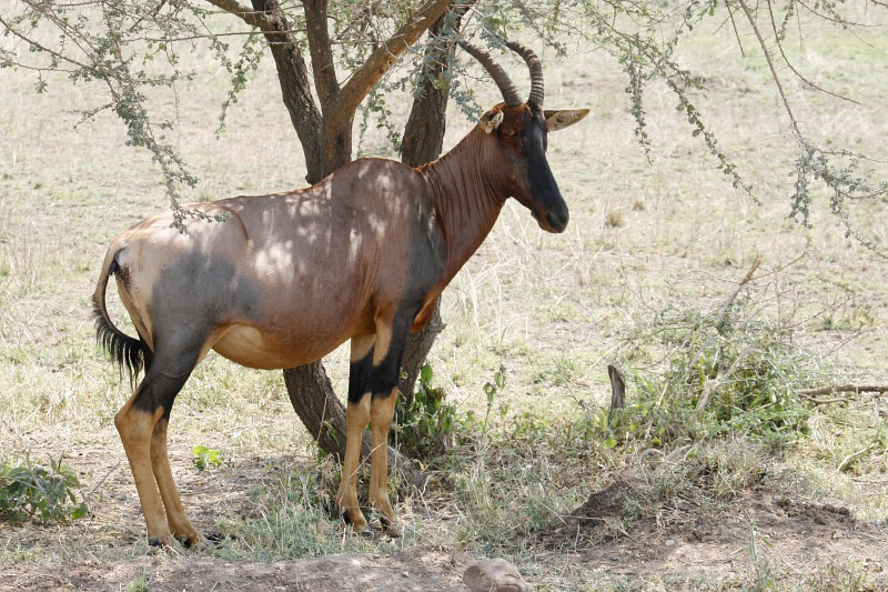 Topi 