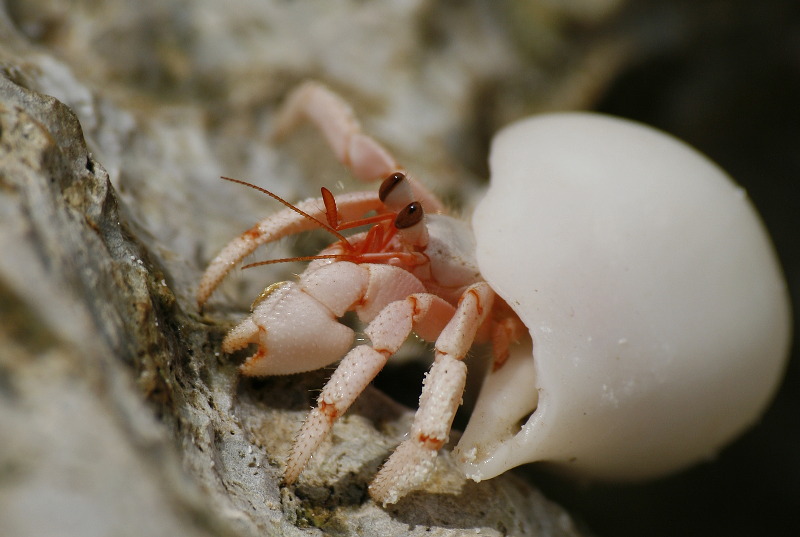 8054-racek.jpg 