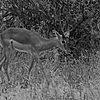 6519-impala.jpg