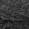 Agama